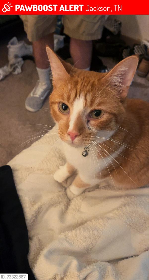 Lost Male Cat last seen Bon Air Circle, N Highland, Jackson, TN 38305