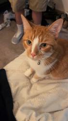 Lost Male Cat last seen Bon Air Circle, N Highland, Jackson, TN 38305