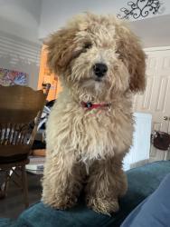 Reunited Female Dog last seen oates & 635, Mesquite, TX 75150