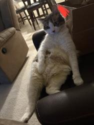 Reunited Male Cat last seen College, Bradley, Rotary Centennial Park, Stephen pl, Santa Maria, CA 93455