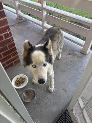 Found/Stray Male Dog last seen Carl’s Jr, Whittier, CA 90606