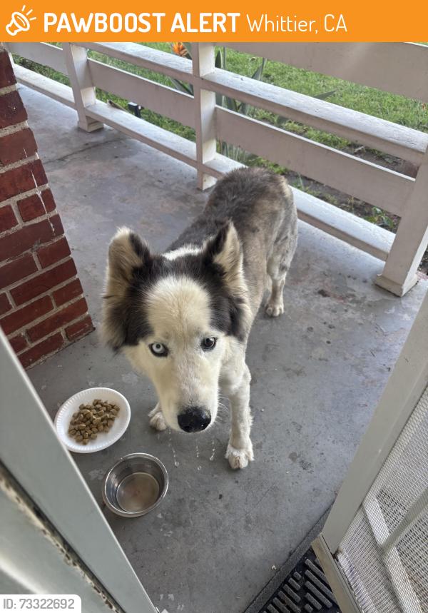 Found/Stray Male Dog last seen Carl’s Jr, Whittier, CA 90606