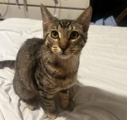 Reunited Male Cat last seen He was near my porch yesterday morning, Port Orchard, WA 98366