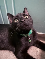 Reunited Unknown Cat last seen Madison Ave and Kitchener st, Burnaby, BC V5C 3M5