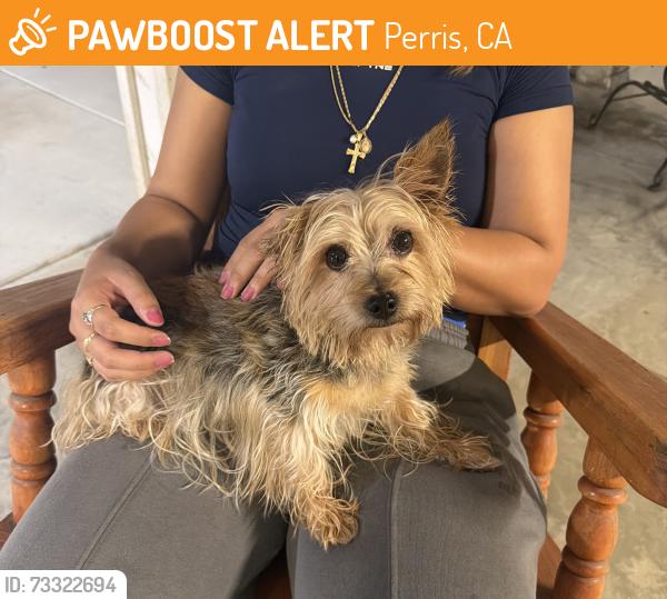 Found/Stray Male Dog last seen Ryder/Bradley, Perris, CA 92571