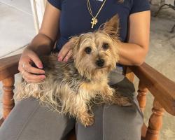 Found/Stray Male Dog last seen Ryder/Bradley, Perris, CA 92571