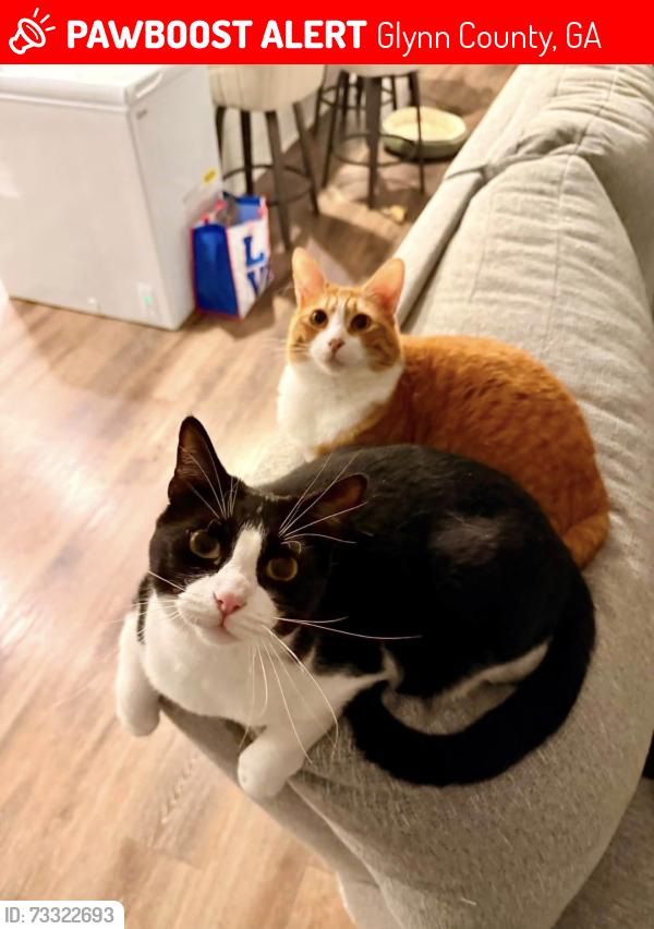 Lost Male Cat last seen Point grand villas between Chapel Crossing and Scranton connector, Glynn County, GA 31525