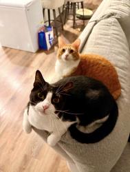Lost Male Cat last seen Point grand villas between Chapel Crossing and Scranton connector, Glynn County, GA 31525