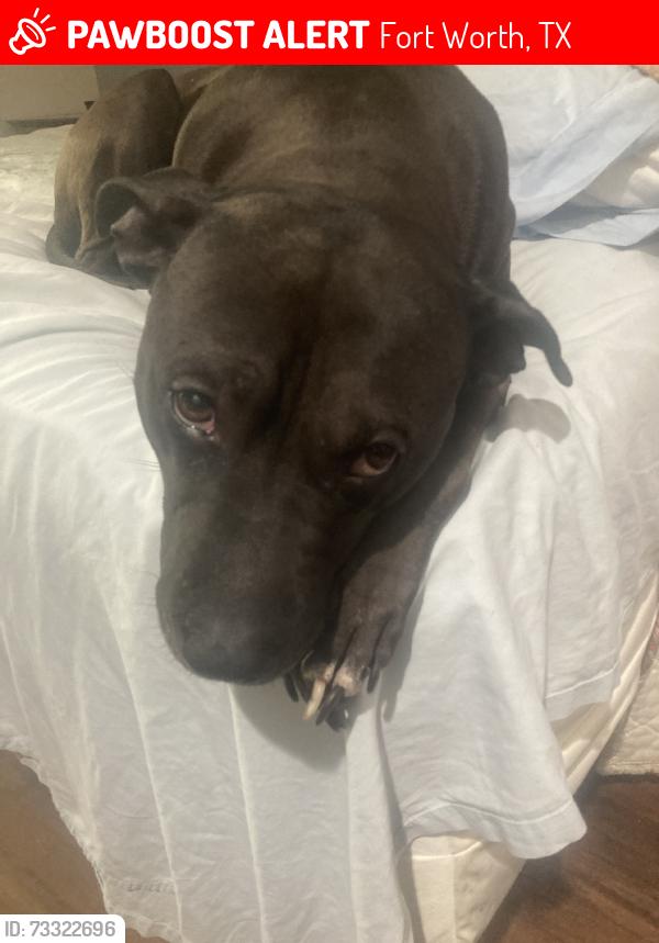 Lost Male Dog last seen Burke rd, Fort Worth, TX 76102
