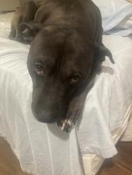 Lost Male Dog last seen Burke rd, Fort Worth, TX 76102