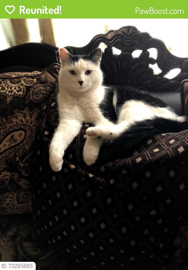 Reunited Female Cat last seen Chesapeake Dr & Arkansas, Reno, NV 89506