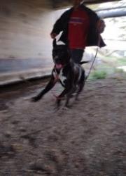 Lost Female Dog last seen Hwy 36, Kingsport, TN 37663