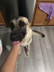 Reunited Male Dog last seen Nearest S Alston Ave, Durham, NC 27707