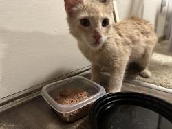 Found/Stray Male Cat last seen Near heritage park road, Oklahoma City 73120, Oklahoma City, OK 73120