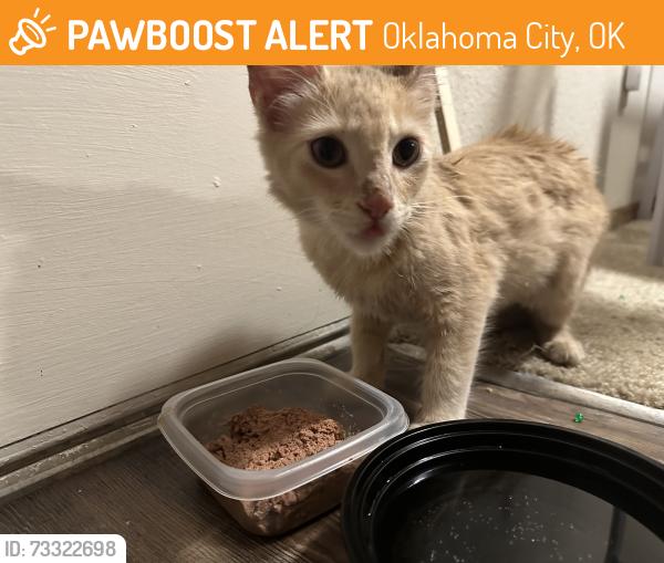 Found/Stray Male Cat last seen Near heritage park road, Oklahoma City 73120, Oklahoma City, OK 73120