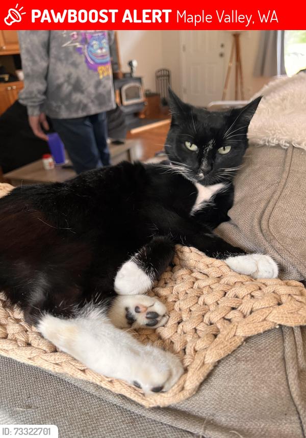 Lost Female Cat last seen Near Renton maple valley rd se, Maple Valley, WA 98038