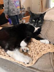 Lost Female Cat last seen Near Renton maple valley rd se, Maple Valley, WA 98038