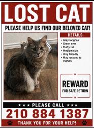 Reunited Male Cat last seen Near Kalinoski St Hedwig, TX 78152, Saint Hedwig, TX 78152