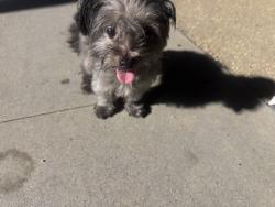 Reunited Unknown Dog last seen Florence St, Imperial Beach, CA 91932, USA, Imperial Beach, CA 91932