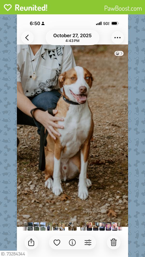 Reunited Male Dog last seen Stohrs Pond, Grundy Center, IA 50638