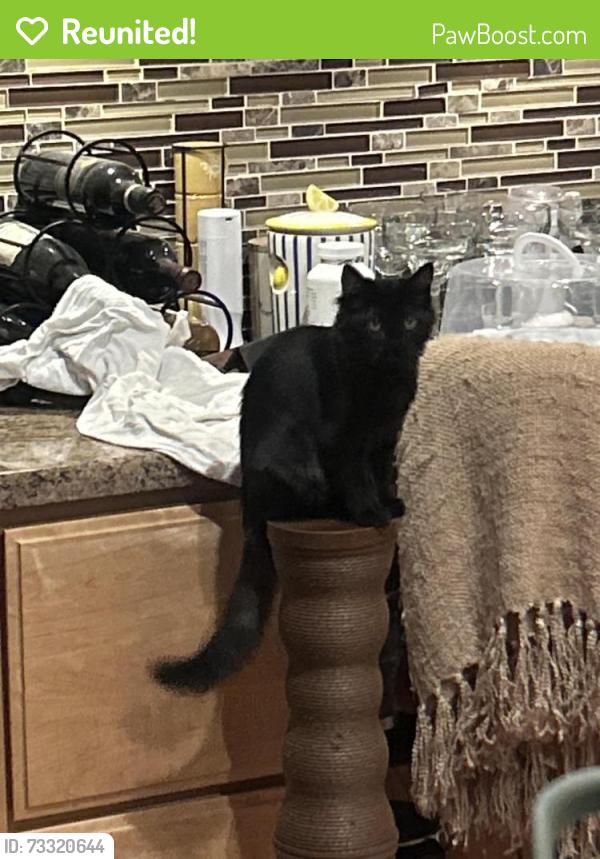 Reunited Female Cat last seen Natchez way Modesto, Modesto, CA 95355