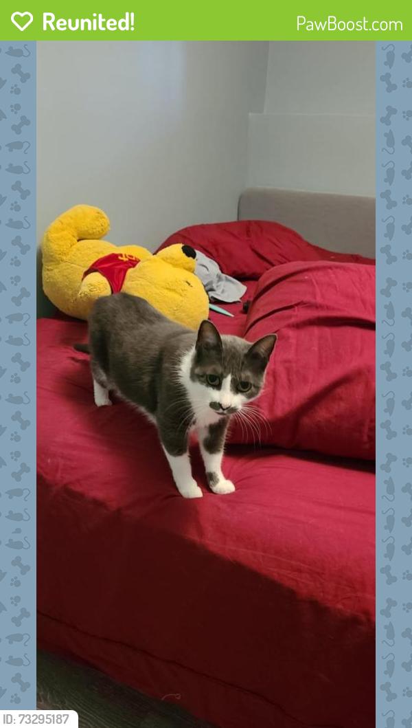 Reunited Female Cat last seen South Park and Fenwick, Halifax, NS B3H 2W7