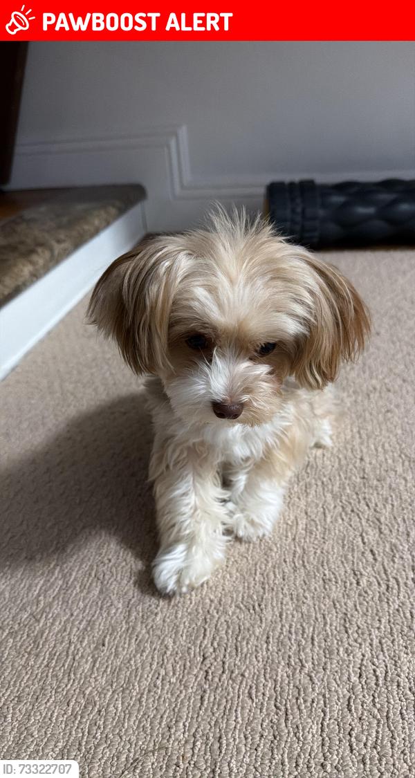 Lost Female Dog last seen Magnolia and YorkTown, Huntington Beach, CA 92646