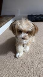 Lost Female Dog last seen Magnolia and YorkTown, Huntington Beach, CA 92646