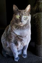 Lost Male Cat last seen 49th Ave SW and Lander/Admiral, Seattle, WA 98126
