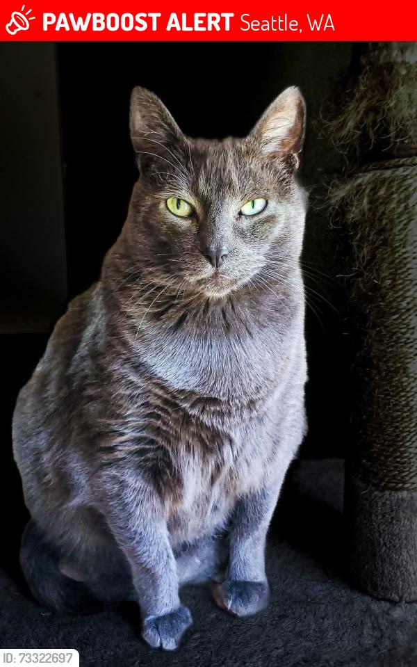 Lost Male Cat last seen 49th Ave SW and Lander/Admiral, Seattle, WA 98126