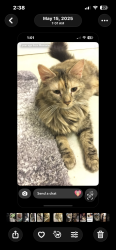 Reunited Female Cat last seen Gaylord Ave Plymouth Pa, Plymouth, PA 18651