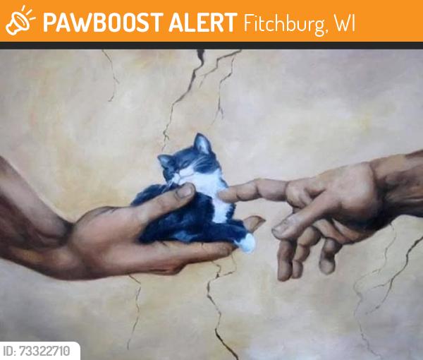 Found/Stray Unknown Cat last seen Post rd, Fitchburg, WI 53713