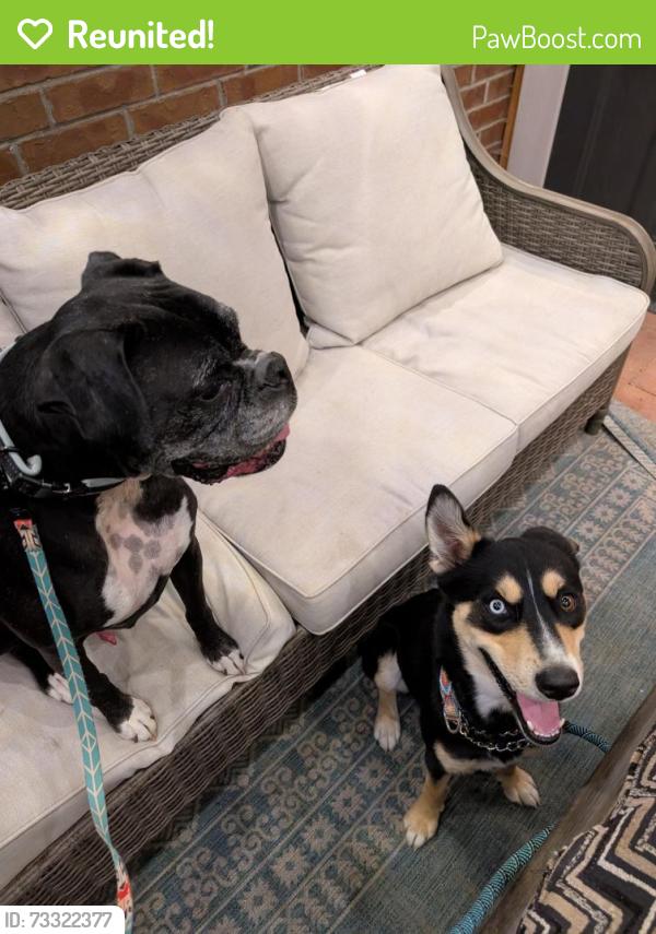 Reunited Male Dog last seen Mariposa St. & 172st, Broomfield, CO 80023