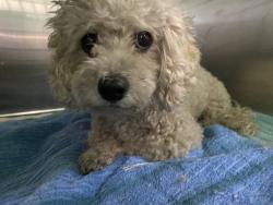 Shelter Stray Unknown Dog last seen , 1850 W 60th St, Los Angeles, CA 90047, USA