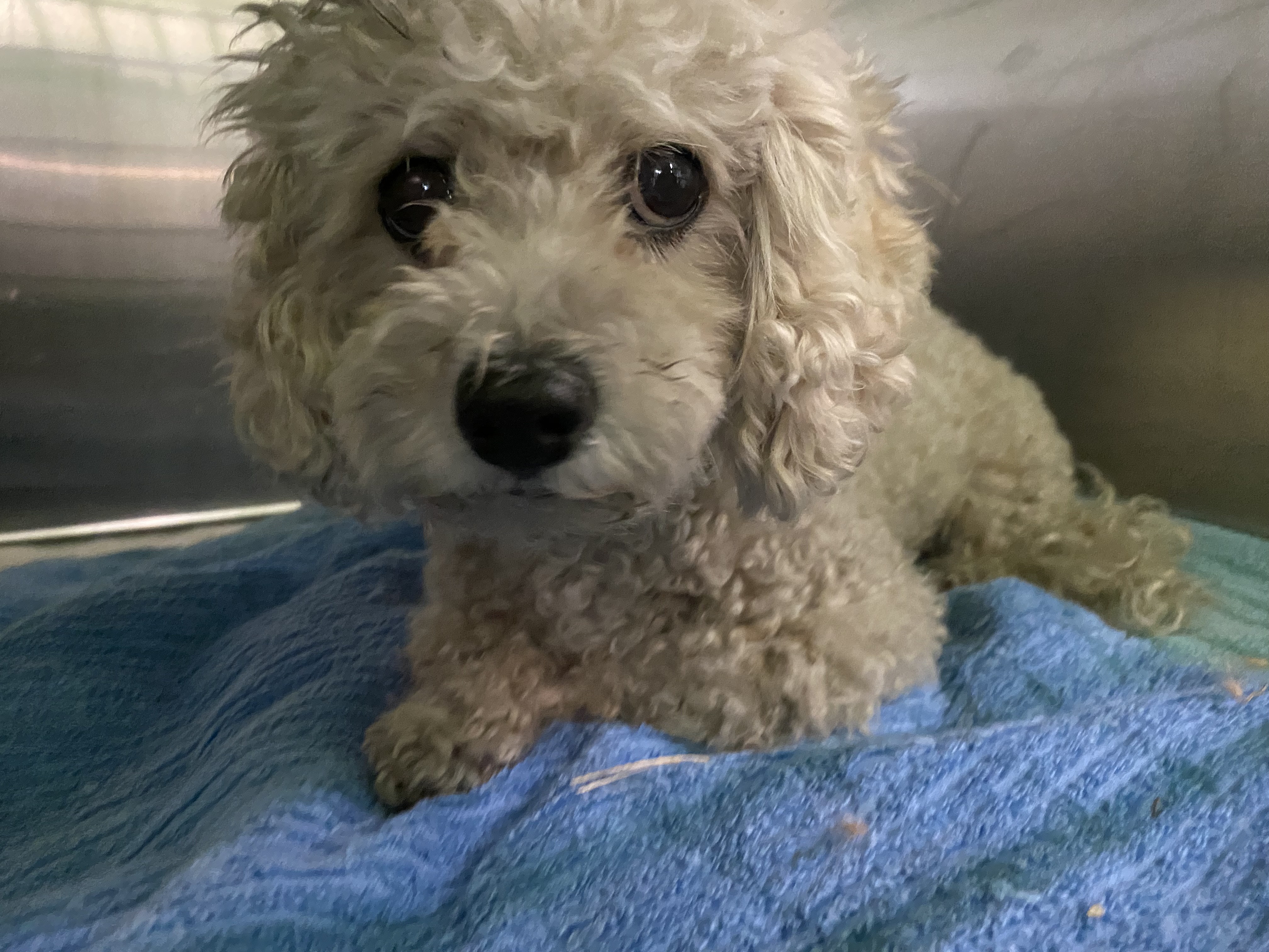 Shelter Stray Unknown Dog last seen , 1850 W 60th St, Los Angeles, CA 90047, USA
