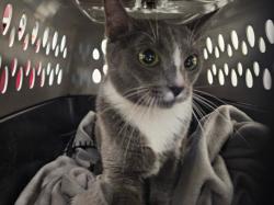 Shelter Stray Female Cat last seen , 14409 Vanowen St, Van Nuys, CA 91405, USA