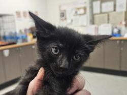 Shelter Stray Unknown Cat last seen , 14409 Vanowen St, Van Nuys, CA 91405, USA