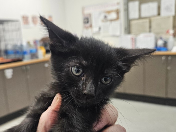 Shelter Stray Unknown Cat last seen , 14409 Vanowen St, Van Nuys, CA 91405, USA