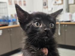 Shelter Stray Unknown Cat last seen , 14409 Vanowen St, Van Nuys, CA 91405, USA