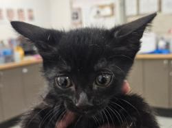Shelter Stray Unknown Cat last seen , 14409 Vanowen St, Van Nuys, CA 91405, USA