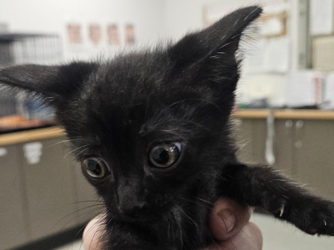 Shelter Stray Unknown Cat last seen , 14409 Vanowen St, Van Nuys, CA 91405, USA