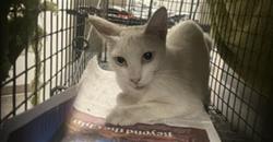 Shelter Stray Unknown Cat last seen , 11361 W Pico Blvd, Los Angeles, CA 90064, USA