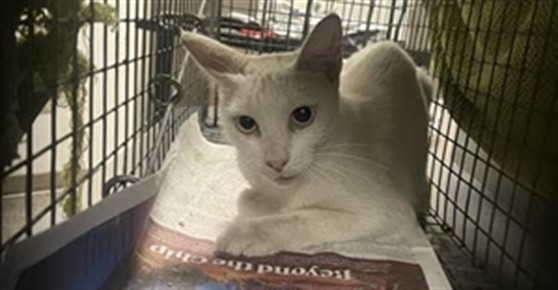 Shelter Stray Unknown Cat last seen , 11361 W Pico Blvd, Los Angeles, CA 90064, USA