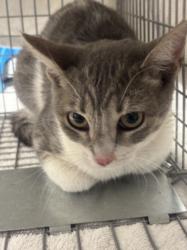 Shelter Stray Unknown Cat last seen , 14409 Vanowen St, Van Nuys, CA 91405, USA