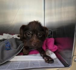 Shelter Stray Male Dog last seen , 957 N Gaffey St, San Pedro, CA 90731, USA