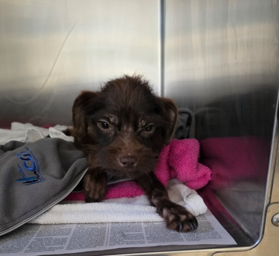 Shelter Stray Male Dog last seen , 957 N Gaffey St, San Pedro, CA 90731, USA
