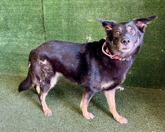 Shelter Stray Male Dog last seen , 5210 W Ave I, Lancaster, CA 93536, USA