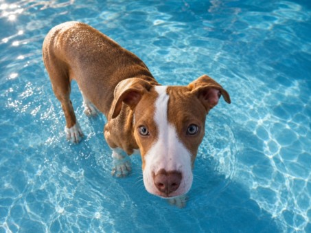Shelter Stray Male Dog last seen , 957 N Gaffey St, San Pedro, CA 90731, USA