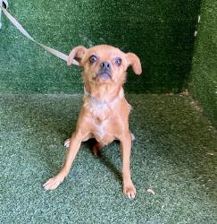 Shelter Stray Male Dog last seen , 5210 W Ave I, Lancaster, CA 93536, USA