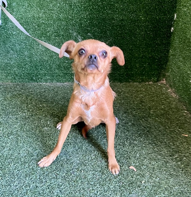 Shelter Stray Male Dog last seen , 5210 W Ave I, Lancaster, CA 93536, USA